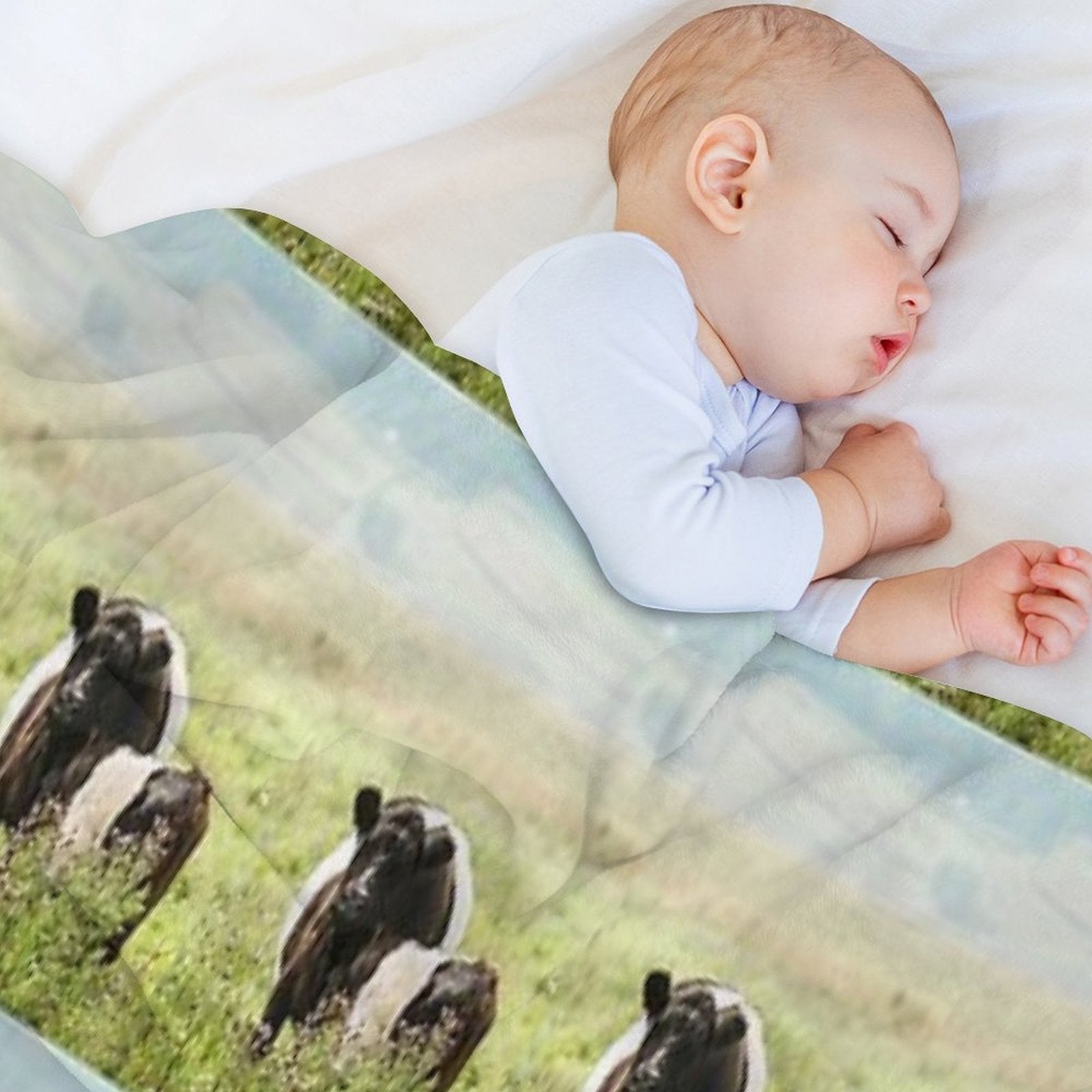 Belted Galloway Cow And Calf Compact Throw Blanket